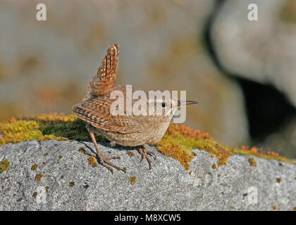 Pacifische Winterkoning zittend op marcisce, Pacific Wren appollaiato sulla roccia Foto Stock