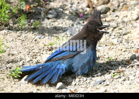 Stellers Gaai roepend, Steller Jay chiamando Foto Stock