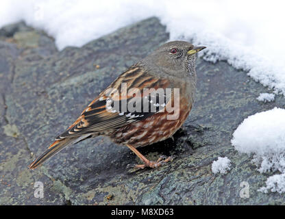 Alpenheggemus in de sneeuw, sordone nella neve Foto Stock