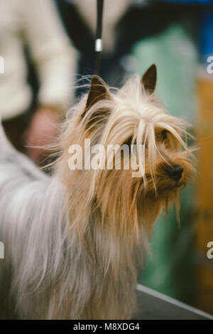 Celtic Classic Dog Show 2018 Foto Stock