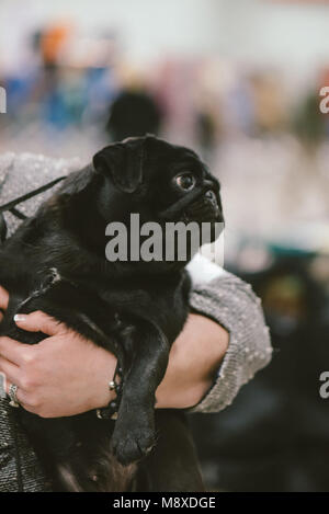 Celtic Classic Dog Show 2018 Pug essendo trattenuto prima di giudicare Foto Stock