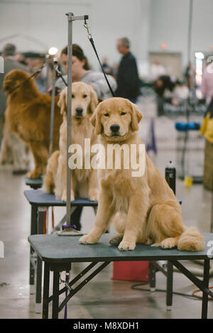 Celtic Classic Dog Show. 2018 Foto Stock