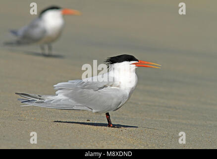 Californische Kuifstern, elegante Tern, Thalasseus elegans Foto Stock