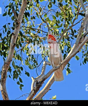 Bird immagine fatta da Pete Morris Foto Stock