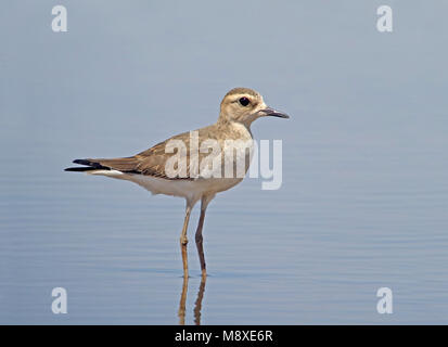 Overwinterende Steppeplevier in Australie; svernamento piviere Orientale (Charadrius veredus) in Australia. Circa 90% della Oriental Plovers che rendono th Foto Stock