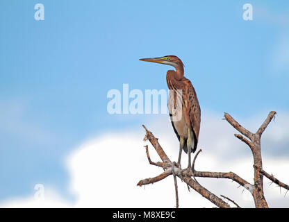 Purperreiger, Airone rosso Foto Stock