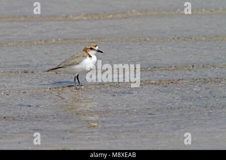 Adulte Roodkopplevier, adulto Red-capped Plover Foto Stock