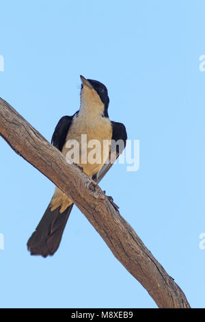 Il Flycatcher inquieti si trova in tutta est, sud-est e a sud-ovest di Australia e isole costiere. Foto Stock