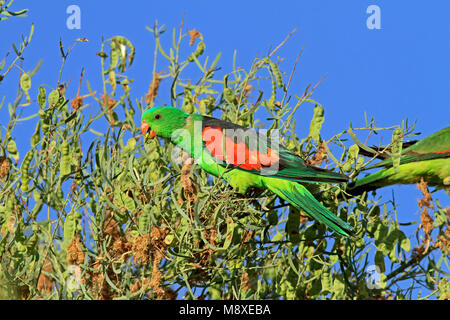 Bird immagine fatta da Pete Morris Foto Stock