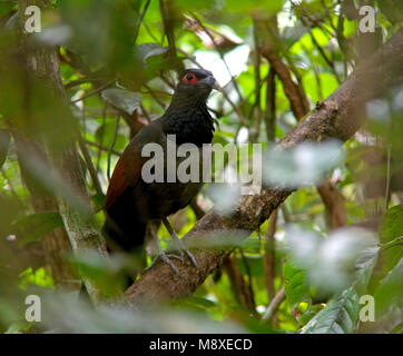 Roodvleugelgrondkoekoek, Rufous-Massa alato cuculo, Neomorphus rufipennis Foto Stock