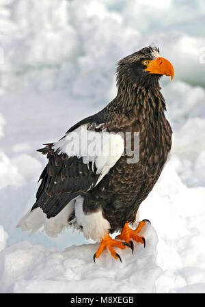 Stellers Zeearend, Steller's Sea-Eagle, Haliaeetus pelagicus Foto Stock