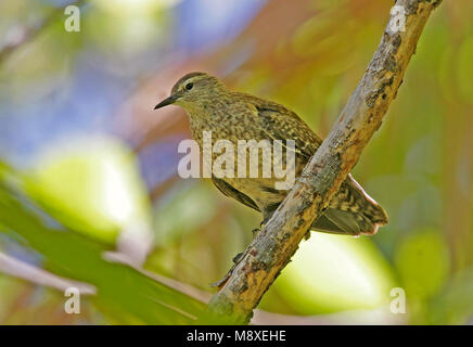 Kiritimatistrandloper, Tuamotu Sandpiper, Prosobonia parvirostris Foto Stock