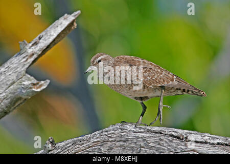 Kiritimatistrandloper, Tuamotu Sandpiper, Prosobonia parvirostris Foto Stock