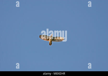 Kiritimatistrandloper, Tuamotu Sandpiper, Prosobonia parvirostris Foto Stock