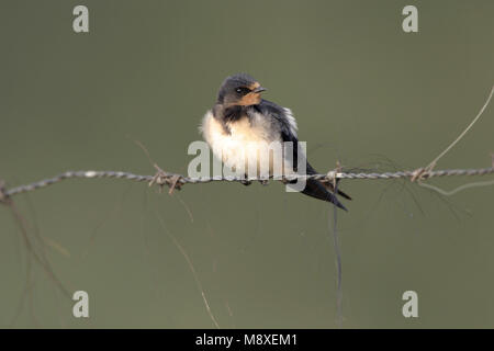 Boerenzwaluw op draad; Barn Swallow sul filo Foto Stock