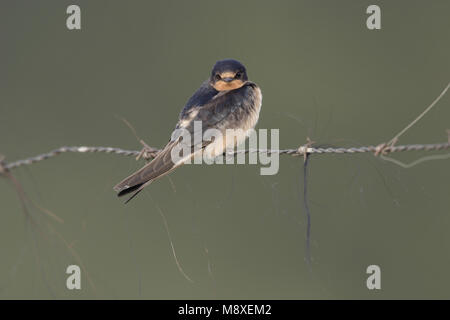 Boerenzwaluw op draad; Barn Swallow sul filo Foto Stock