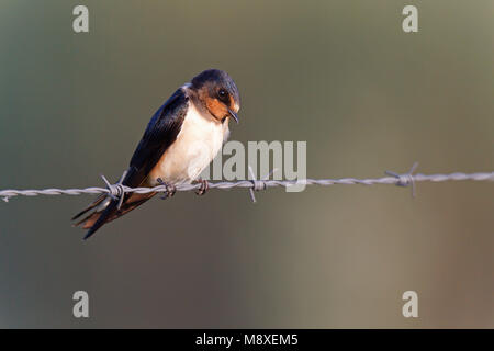 Boerenzwaluw zittend op prikkeldraad, Barn Swallow appollaiato sul filo spinato Foto Stock