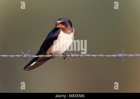 Boerenzwaluw zittend op prikkeldraad, Barn Swallow appollaiato sul filo spinato Foto Stock