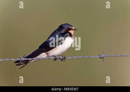 Boerenzwaluw zittend op prikkeldraad, Barn Swallow appollaiato sul filo spinato Foto Stock