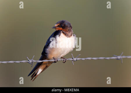 Boerenzwaluw zittend op prikkeldraad, Barn Swallow appollaiato sul filo spinato Foto Stock