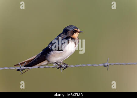 Boerenzwaluw zittend op prikkeldraad, Barn Swallow appollaiato sul filo spinato Foto Stock