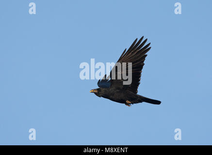 Zwarte Kraai in de vlucht; Carrion Crow in volo Foto Stock