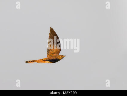 Vliegende Koekoek, vrouwtje bruine, rosse vorm. Flying cuculo comune, femmina marrone fase. Foto Stock