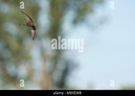 In Gierzwaluw de vlucht; Comune Swift in volo Foto Stock