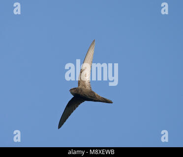 In Gierzwaluw de vlucht; Comune Swift in volo Foto Stock