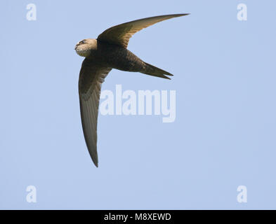 In Gierzwaluw de vlucht; Comune Swift in volo Foto Stock