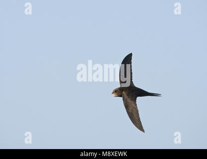 In Gierzwaluw de vlucht; Comune Swift in volo Foto Stock