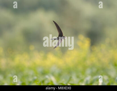 In Gierzwaluw de vlucht; Comune Swift in volo Foto Stock