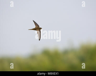 In Gierzwaluw de vlucht; Comune Swift in volo Foto Stock