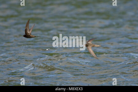 In Gierzwaluw de vlucht boven acqua; Comune Swift in volo su acqua Foto Stock