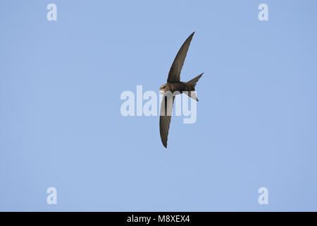 In Gierzwaluw de vlucht; Comune Swift in volo Foto Stock