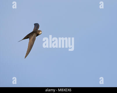 In Gierzwaluw de vlucht; Comune Swift in volo Foto Stock