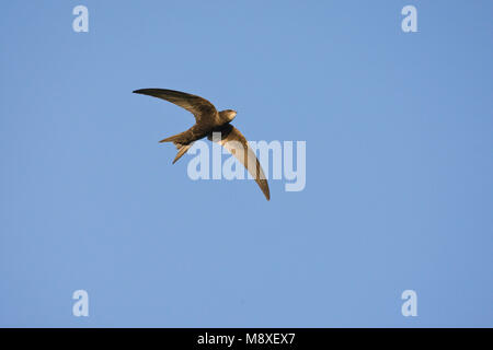 In Gierzwaluw de vlucht; Comune Swift in volo Foto Stock