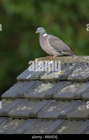 Houtduif zittend op dakpannen nok van schuur in tuin. Colombaccio seduti sul tetto del capannone nel giardino. Foto Stock