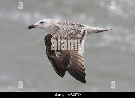 Onvolwassen Grote Mantelmeeuw, in vlucht; immaturo grande nero-backed Gull in volo Foto Stock