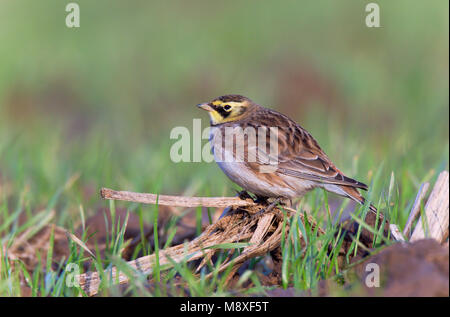 Strandleeuwerik zittend op akker. Cornuto Lark seduti sui seminativi Foto Stock