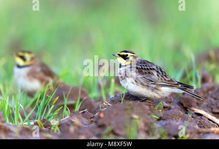 Strandleeuwerik zittend op akker. Cornuto Lark seduti sui seminativi Foto Stock