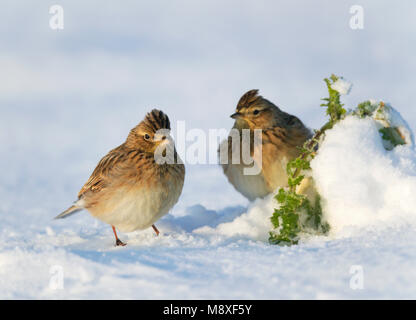 Strandleeuwerik zittend op akker. Cornuto Lark seduti sui seminativi Foto Stock