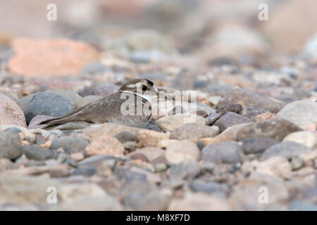 A lungo fatturati Plover su pietre in ghiaia riverbed Cina, Giapponesi Bontbekplevier kiezel op stenen nel macinare rivier Cina Foto Stock