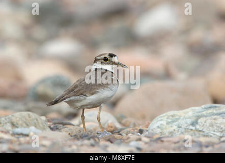 A lungo fatturati Plover su pietre in ghiaia riverbed Cina, Giapponesi Bontbekplevier kiezel op stenen nel macinare rivier Cina Foto Stock