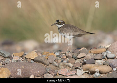 A lungo fatturati Plover su pietre in ghiaia riverbed Cina, Giapponesi Bontbekplevier kiezel op stenen nel macinare rivier Cina Foto Stock