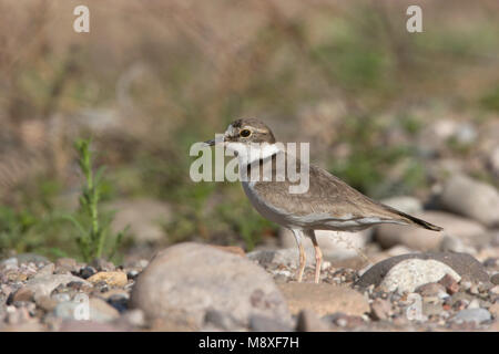 A lungo fatturati Plover su pietre in ghiaia riverbed Cina, Giapponesi Bontbekplevier kiezel op stenen nel macinare rivier Cina Foto Stock