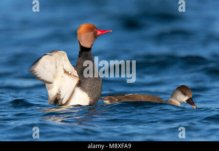 Paartje Krooneend zwemmend op grindgat, mannetje slaat met zijn vleugels. Coppia di Red-crested Pochard nuoto sul lago, maschio a diffondere la sua ali Foto Stock