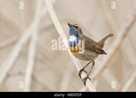 Mannetje Blauwborst zingend vanaf stengel van aardpeer. Maschio di pettazzurro cantare dal ramoscello. Foto Stock