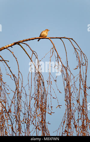 Boomleeuwerik zittend nel braccio;Legno Lark seduta nella struttura ad albero Foto Stock