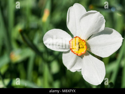 Una ripresa macro di un bianco fagiani occhio daffodil bloom. Foto Stock